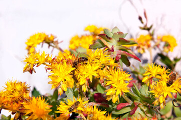 Bees feeding on nectar and pollen inside flowers of a succulent plant.