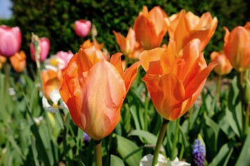 Close up of orange tulips in France