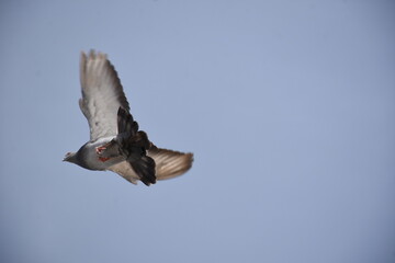 birds,sky,blue