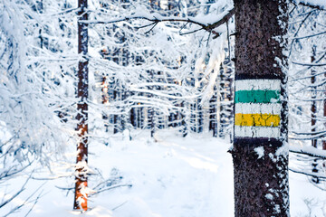 The hiking trail leads through the snow-covered forest in winter in the Stolowe Mountains.