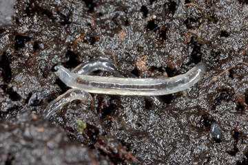 Larva of Dark-winged fungus gnat, Sciaridae on the soil. These are common pests that damage plant roots, are common pests of ornamental potted plants in homes - obrazy, fototapety, plakaty