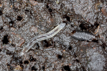 Larva of Dark-winged fungus gnat, Sciaridae on the soil. These are common pests that damage plant roots, are common pests of ornamental potted plants in homes