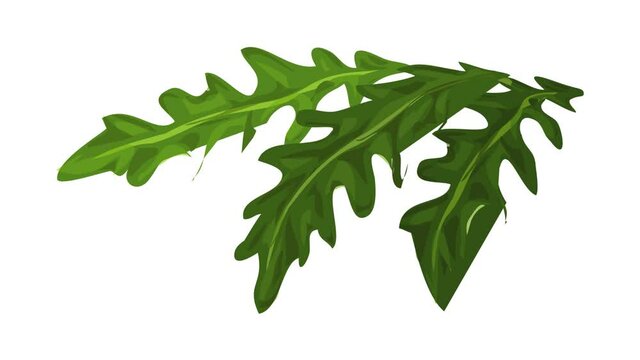 Rucola leavs icon animation