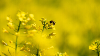 api e fiori