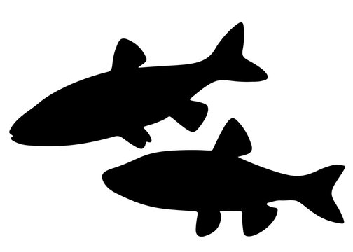 Chub fish swims in the set. Vector image.