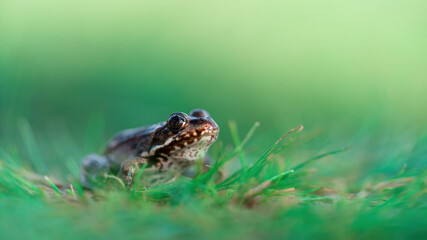 Side macro shot of Marsh frog (Pelophylax ridibundus) sitting in green grass. Isolated on blurred background