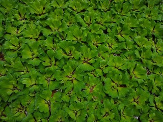 Water lettuce (Pistia stratiotes) plant, aquatic plants
