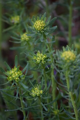 Cypress Spurge