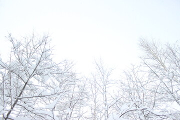 여행, 비에이, 일본, japan, Hokkaido, 눈, 쌓이다, 홋카이도, Hokkaido, winter, snow