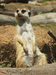 ミーアキャット