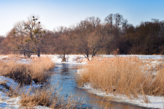 Widawa river in winter with dry reeds by the shore on a sunny day.