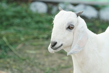 cute female baby goat in the farm house