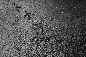 Bird footprints on wet asphalt road texture