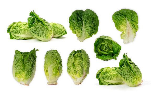 Collection of different fresh gem lettuces isolated on white background.