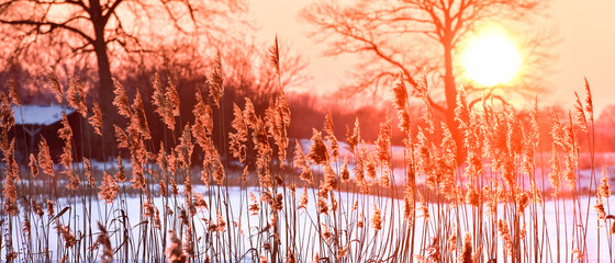 Winter sunset between the trees on the Widawa River.