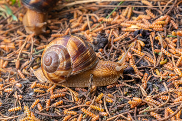 The snail moves on the wet ground