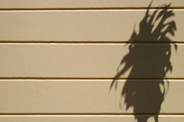 shadow of palm tree on brown wall background