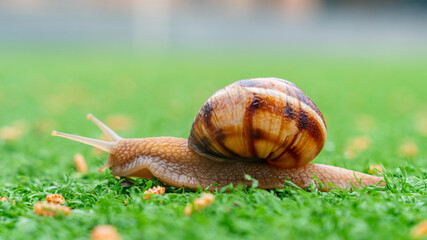 Snail on the green artificial grass. Animals