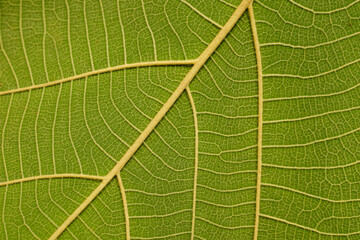 close up vein of green leaf texture ( teak leaf )
