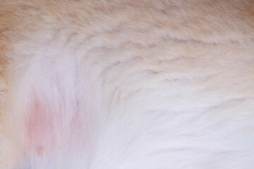 close up white hair of dog texture