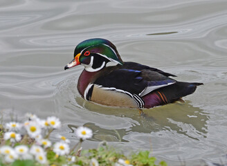 wood duck on the water in springtime - 428561782