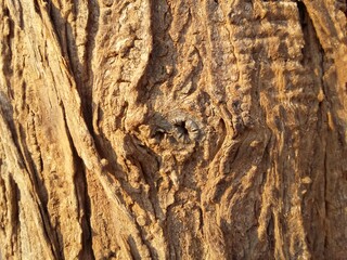 The bark of Chinaberry tree (Melia azedarach) commonly known as Mosalaosi in Botswana