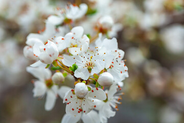 Blooming branch of wild plums. Wild plum blossoms at spring
