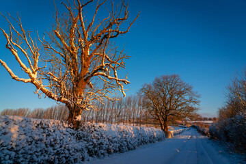 Snowy scene on an English country lane