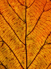 Naklejka na ściany i meble yellow autumn leaf texture ( teak leaf )