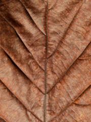 dry teak leaf texture, autumn background