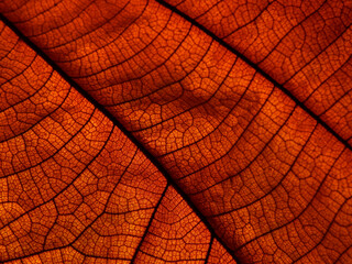 close up dry brown leaf texture ( teak leaf )