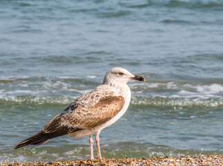 Close up with a seagull. Portrait of a seagull bird with blue sea water in the background