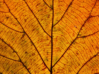 Naklejka na ściany i meble yellow autumn teak leaf texture