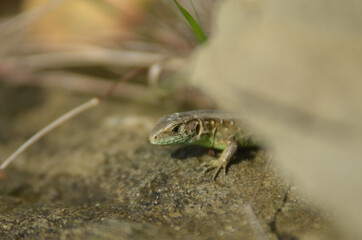 The lizard