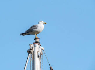 Sea gull standing on the mast of a ship in the harbour
