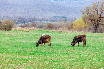 Grazing cows on pasture in nature, agriculture