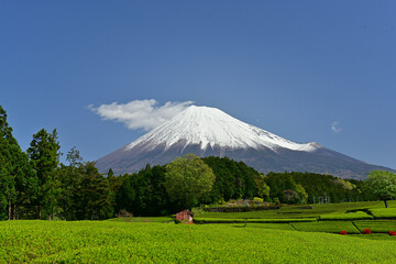 The tea fields are also beautiful.