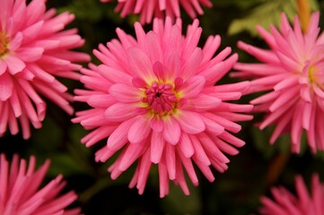 China aster Daisy