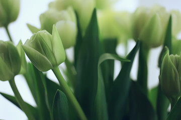 white tulips spring bouquet, background fresh flowers romantic congratulation march april, seasonal background