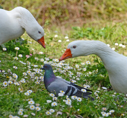 white geese and pigeon on flowery meadow in spring season - 428562787