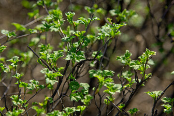 green leafs growing in the sun