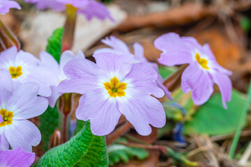 Wild growning violet plant flower, Viola odorata, Sweet Violet