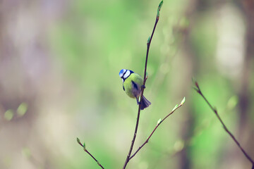 spring bird on a branch, springtime nature, wildlife beauty