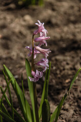 
Hyacinth in the garden.