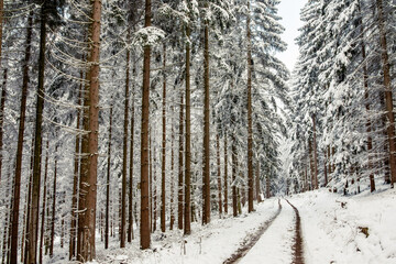 Snow-covered trees in the forest on the hiking trail. White snow covers the tops and branches of trees and small vegetation.