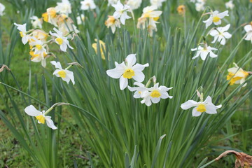 Fototapeta premium Flores amarillas y blancas