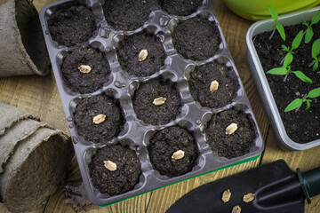 Growing plants in cassettes with pressed peat pellets.