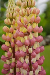 Hairy blue lupin with snail