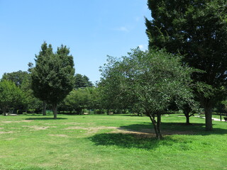 Fototapeta na wymiar 我孫子市の高野山桃山公園にある芝生の広場