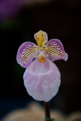 Paphiopedilum micranthum Huntington's Perfection Lady's slipper Orchid